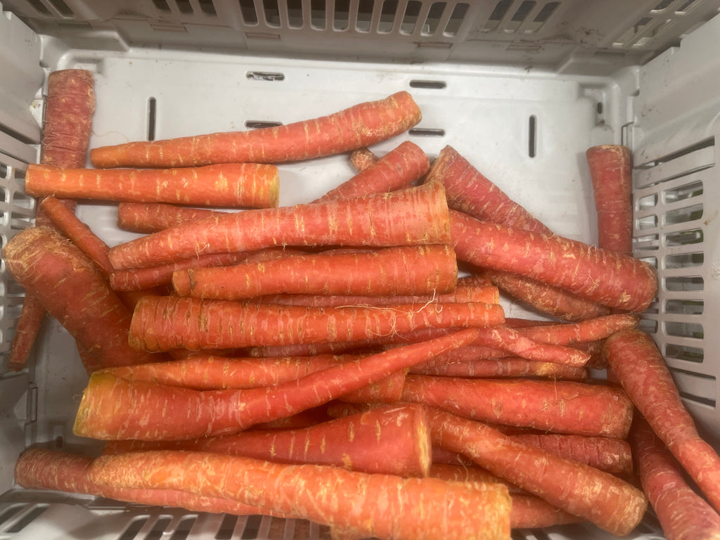 Indian Carrot