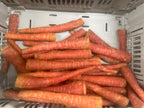 Indian Carrot
