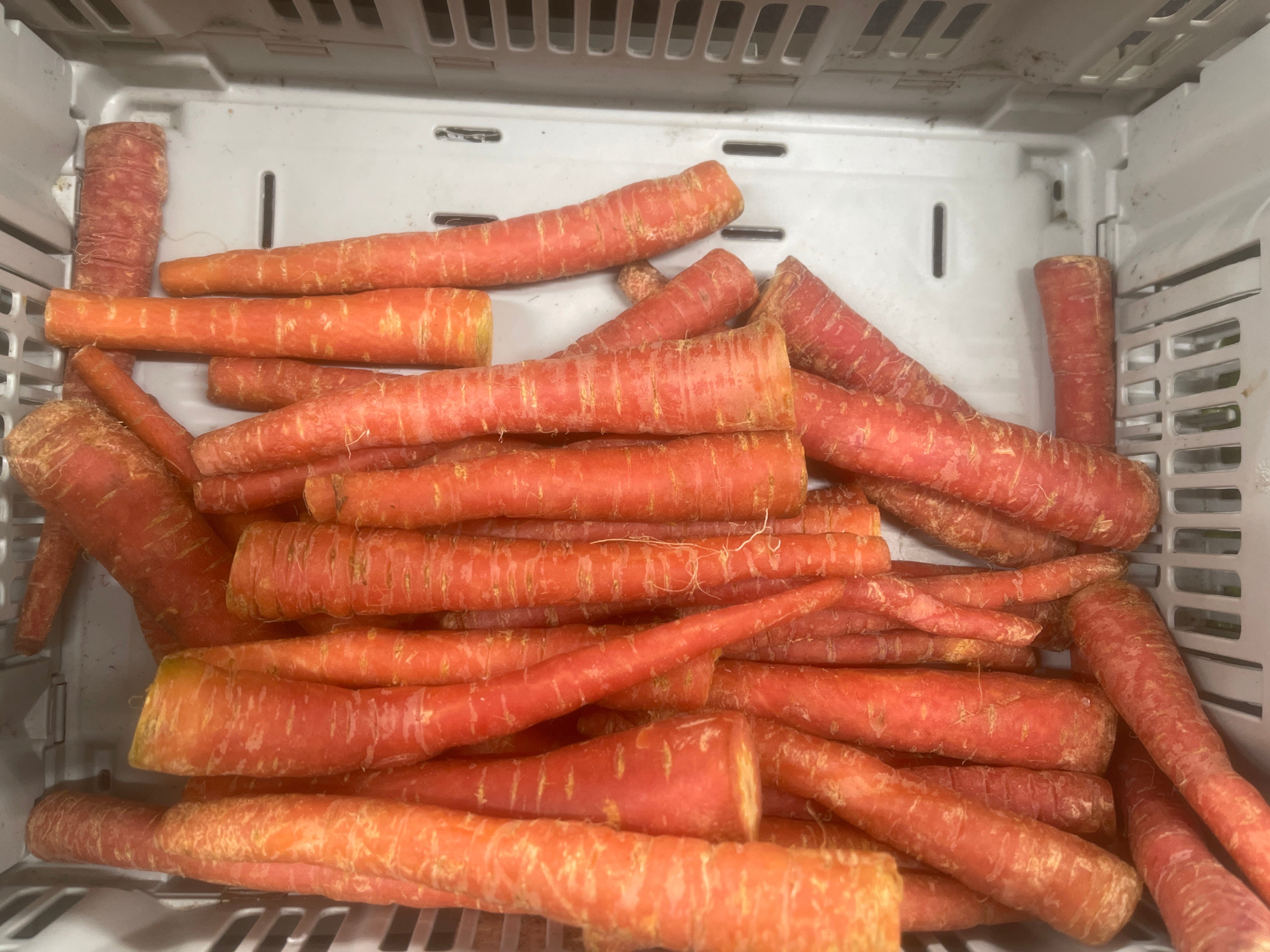 Indian Carrot