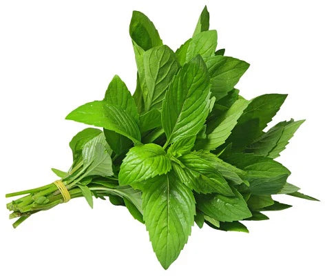 Fresh Mint (Pudina)
