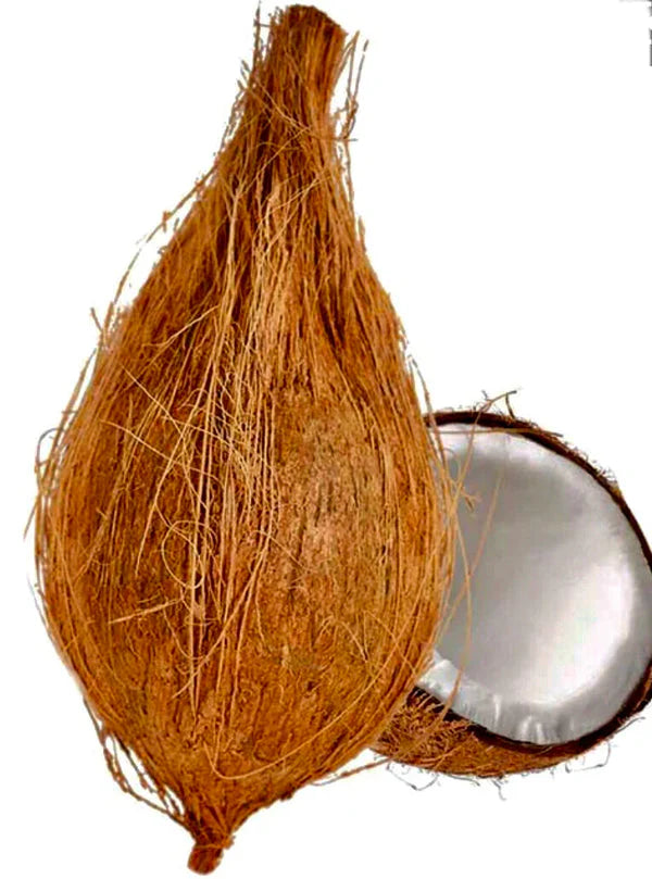 Fresh Pooja Coconut (coconut with husk)